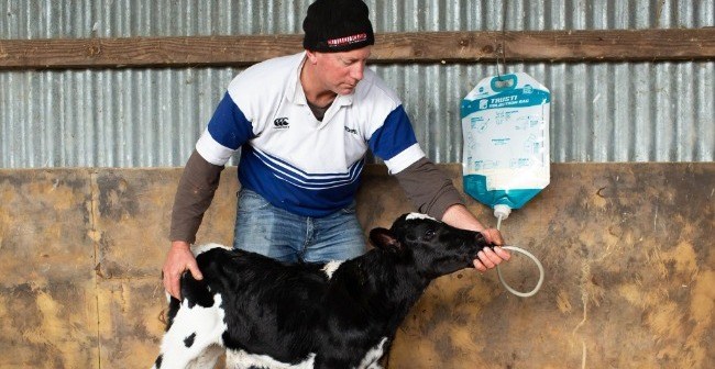 Les bienfaits de la pasteurisation du colostrum  